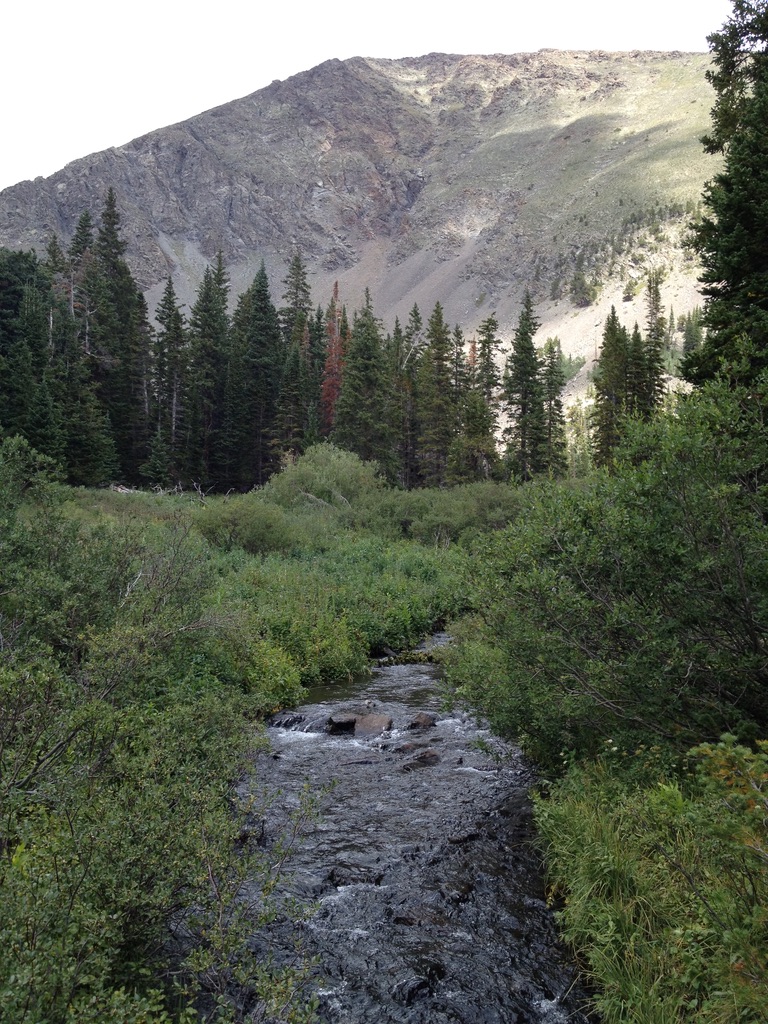 Mountain stream flowing through green forest toward rocky peak under soft daylight.